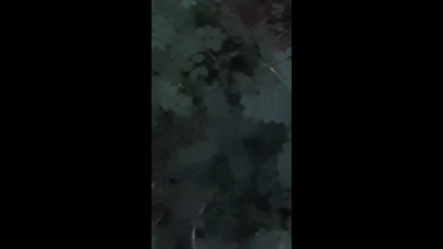 Vlog Дача, отпуск,водоем 04.07-11.07 смотреть онлайн