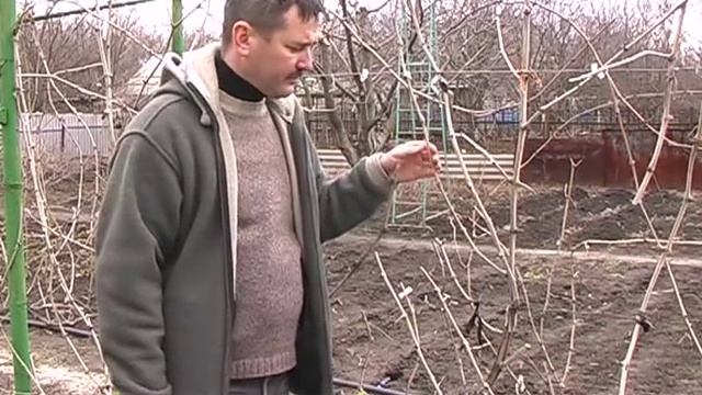 Обрезка виноградных кустов - полярность смотреть онлайн