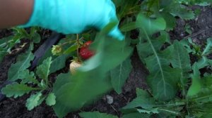 СОРТ НА МИЛЛИОН. Клубника Азия первый год плодоношения.