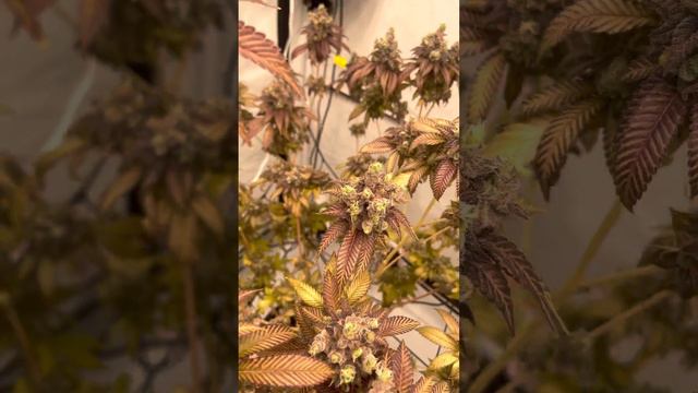 Symbiotic genetics mimosa v6 x gmo grown by EXBoyzrva #mimosa #gmo #420 #growerscommunity смотреть онлайн