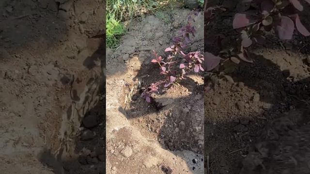 Пересадка барбариса в открытый грунт. Мульчирование почвопокровным очитком. смотреть онлайн