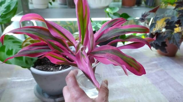 Комнатные цветы/20 июня