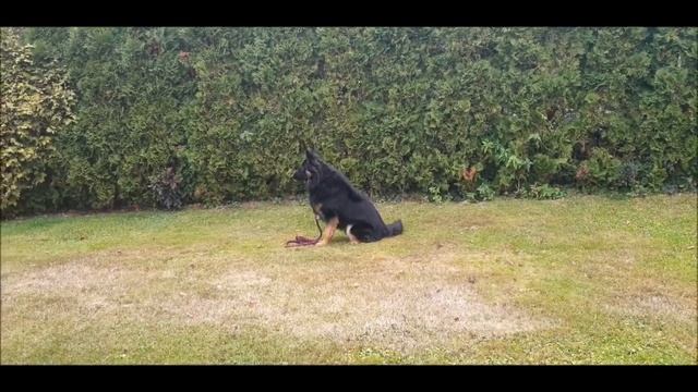Argo poslušnost 15 měsíců смотреть онлайн