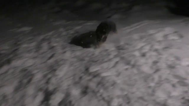 Пёс растёт не по дням, а по часам. Робинзоны 60 смотреть онлайн