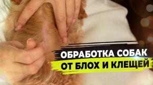 Обработка собак от блох и клещей. Пироплазмоз и его последствия.