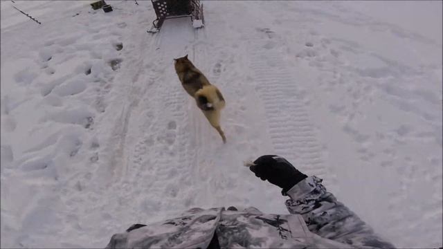 Приучаю лайку к снегоходу Часть 1 смотреть онлайн