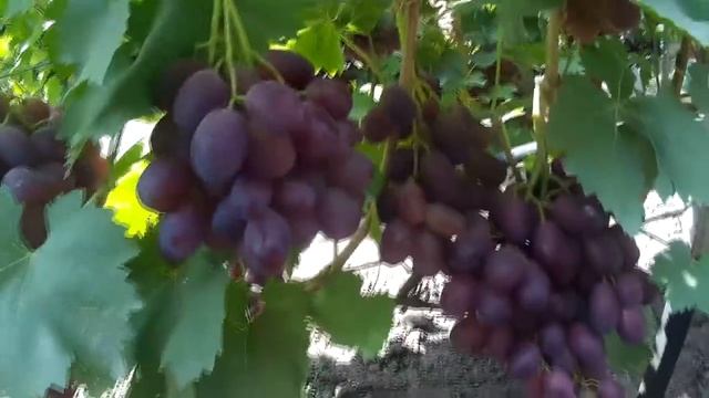 Как я за 2 года вырастил виноград. Обзор отводка 2018 год смотреть онлайн