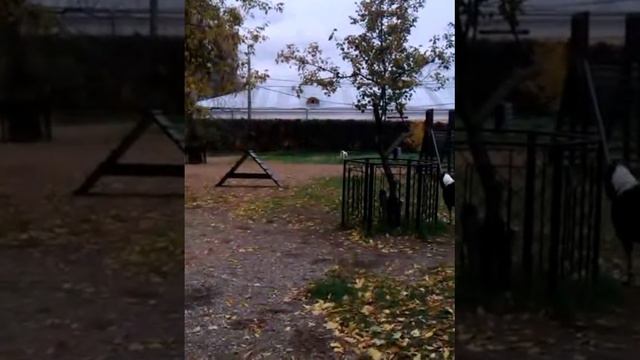 алабаи Майа (черная) и Надир (рыжий) смотреть онлайн