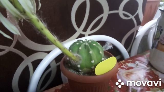 🌵Весеннее цветение кактусов. смотреть онлайн