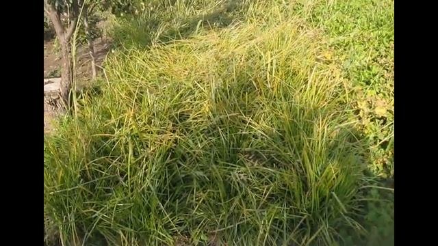 Чуфа в 2021 году смотреть онлайн