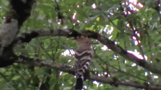 Hoopoe - Panasonic SDR-S26 смотреть онлайн