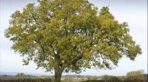 Дмитро Гнатюк - ЯСени