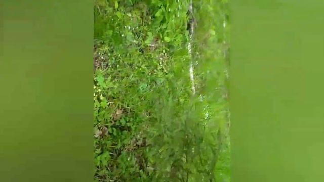 ВЕЛОПРОБЕГ ПО ЛЕСУ ПОСЛЕ НЕДЕЛИ ДОЖДЕЙ - ПО МАРШРУТУ ГДЕ ВОЛКИ СРАТЬ БОЯТСЯ смотреть онлайн