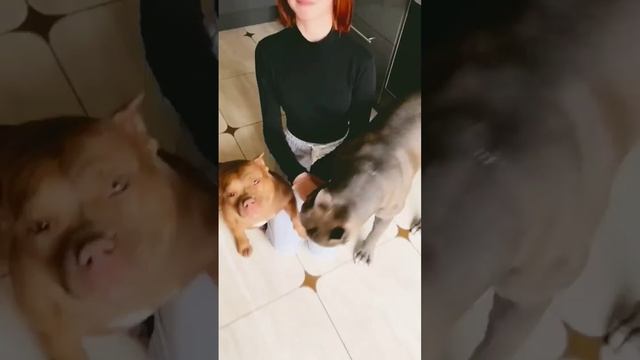 Дрессировка собак. Команда голос. Прикол смотреть онлайн