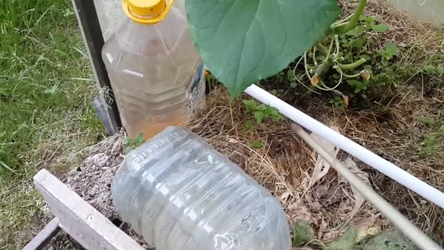 Полив парника