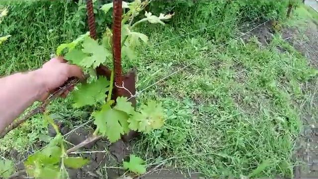 Обломка побегов (двойников) на винограде. смотреть онлайн