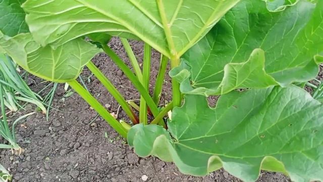 Классная дача в начале июня!Часть 2 смотреть онлайн