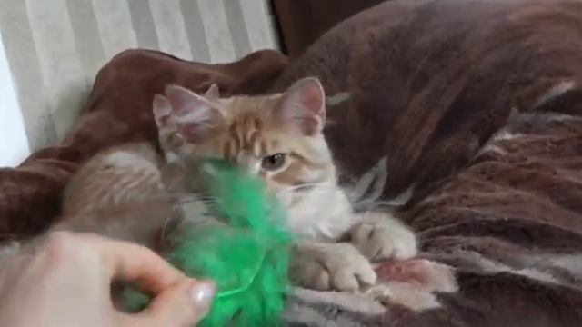 Лирикум Ди - Джей Котовски,4 мес.,красный тебби смотреть онлайн