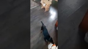 Охотничий ягдтерьер в квартире, послушная собака.