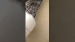 Как сделать носки для басика