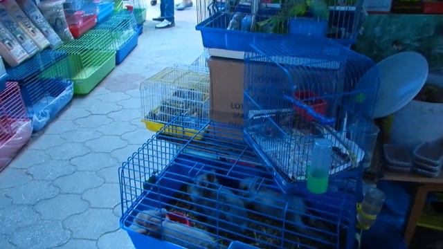 Астраханский птичий рынок смотреть онлайн