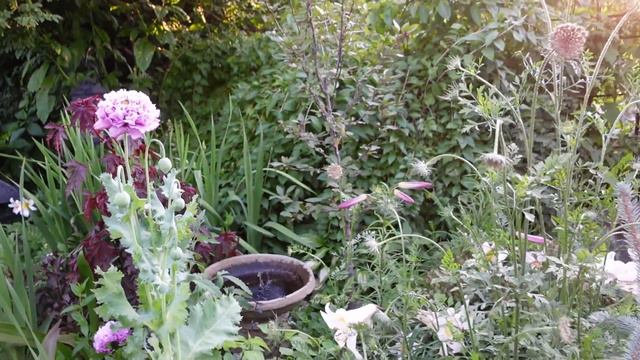 June Garden Tour🌻Cottage Garden Tour At Sunset // Northlawn Flower Farm