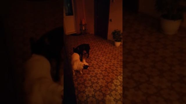 Французский бульдог первая вязка? смотреть онлайн