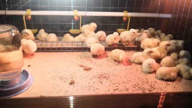 Брудер. Выращивание бройлеров 50 штук, с первых дней! смотреть онлайн