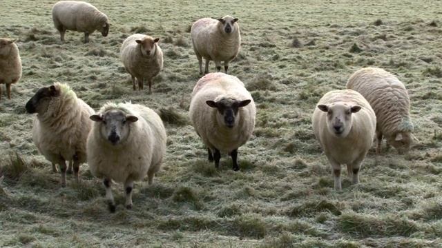 Sony HXR-NX5 Camera Test Footage HD смотреть онлайн