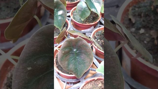 [ Red Jewel Alocasia ] 銅鏡觀音蓮 铜镜观音莲 смотреть онлайн