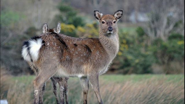 sabes cuantas sub especies de ciervo rojo existen смотреть онлайн