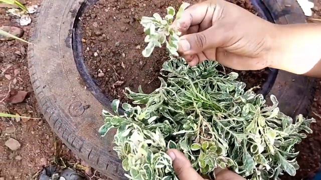 വെറുതെ ഇരുന്ന് മടുത്തില്ലേ എന്നാൽ ഇതാ....Spilled pot ideas(Enchanted Gardening)#stay safe# смотреть онлайн
