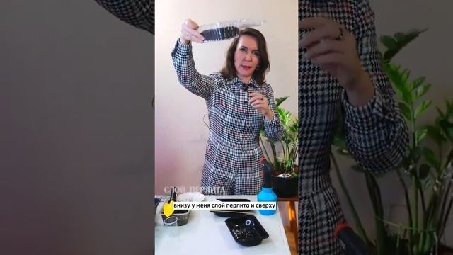 Выращивание котовника из семян. смотреть онлайн