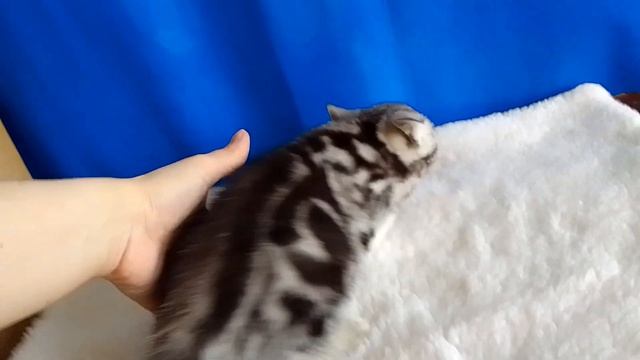 Мраморный британский котенок в совладение смотреть онлайн