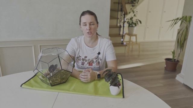 №80. Редкие бегонии. Бегония Darthvaderiana и бегония Ginny Galaxy. Особенности ухода. смотреть онлайн