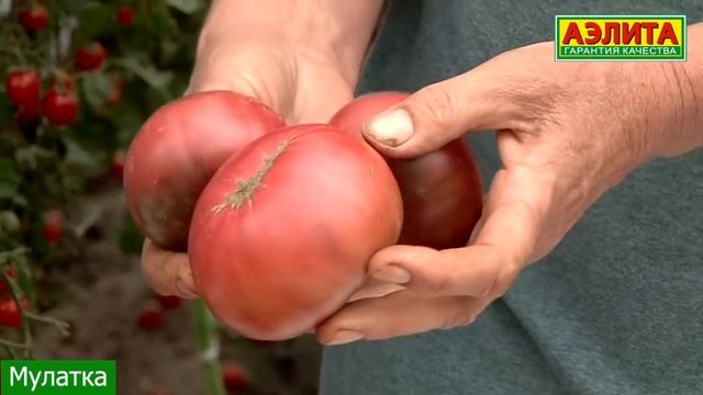 ОБЗОР ТОМАТОВ ЭТОГО ГОДА - Лучшие СЛАДКИЕ ОРИГИНАЛЬНЫЕ СОРТА смотреть онлайн
