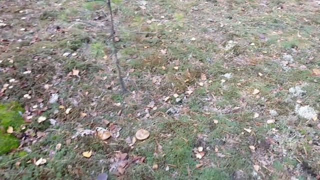 ГРИБЫ 2017 Ч5. Бонус. Грузди черные смотреть онлайн