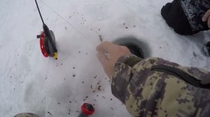 Поставил ТРИ комбайна и попал на стаю КРУПНОЙ РЫБЫ! Рыбалка на комбайны!Жатва началась!Сезон 2022!!