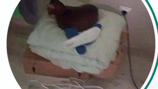 Жду Стрим компота!