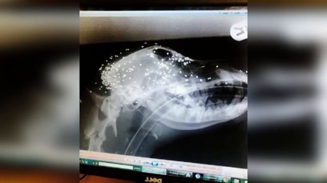 Ослепшая, тощая дворняга была на грани смерти, но.. смотреть онлайн