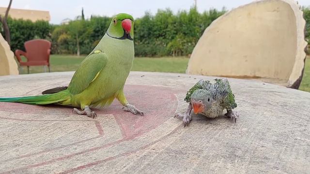 Talking Ringneck Parrot Greeting Baby Parrot