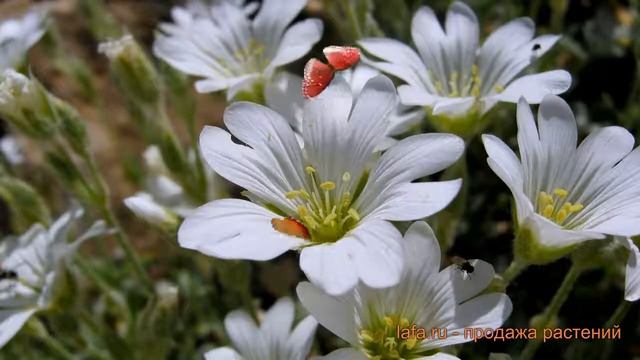 Ясколка войлочная Колумна (cerastium Tomentosum) ? обзор: как сажать, саженцы ясколки Колумна