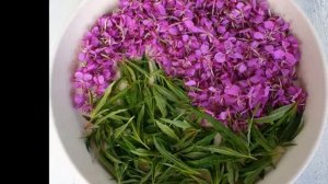 Лечебные травы. ИВАН ЧАЙ. Народная медицина. Травник. Лечимся дома.