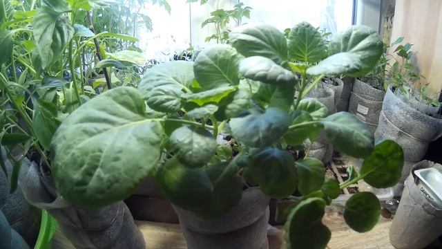 посев капусты брокколи и цветной на рассаду