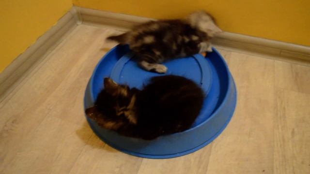 Котята сибирские питомник Spark Heart 1 месяц смотреть онлайн