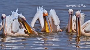 Пеликан. Энциклопедия для детей про животных. Море