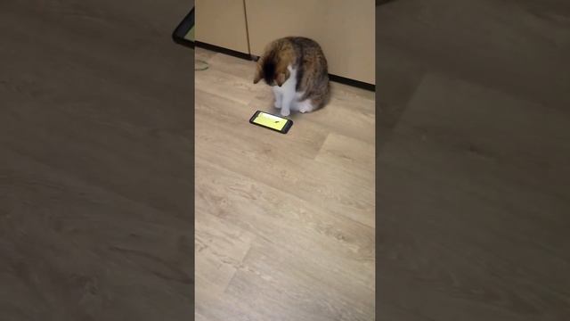 Дашунька играет в телефон?.В конце смешно:). смотреть онлайн