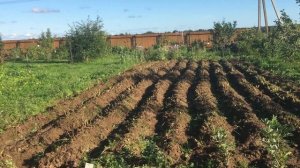 Урожай сорта Сынок часть 1