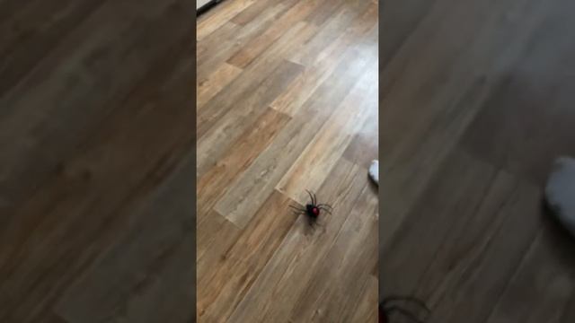 Паук чёрная вдова