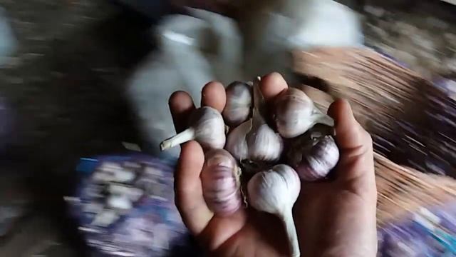 Начало нового сезона начинается с посадочного материала, подготовка почвы, удобренияи. смотреть онлайн